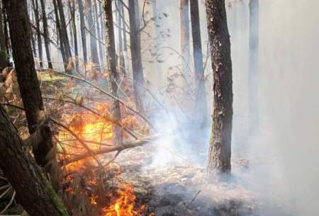 وزش بادعامل گسترش آتش در جنگل توسکستان