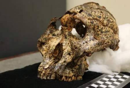 کشف جمجمه دو میلیون‌ساله در آفریقای جنوبی
