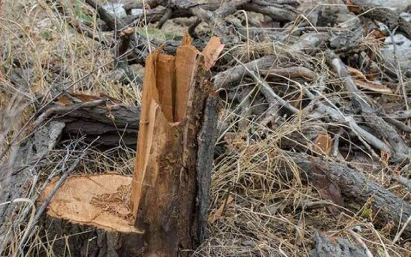 ماجرای قطع درختان جنگلی درشمال کشور چیست