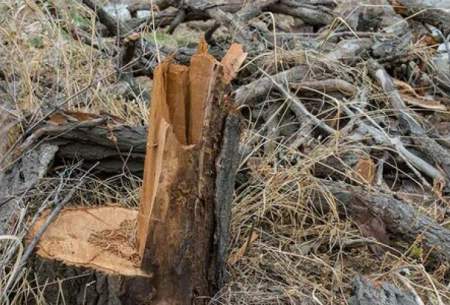 ماجرای قطع درختان جنگلی درشمال کشور چیست