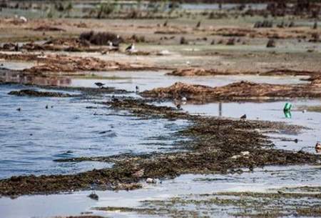 خشک شدن ۱۵ درصد از مساحت خلیج گرگان