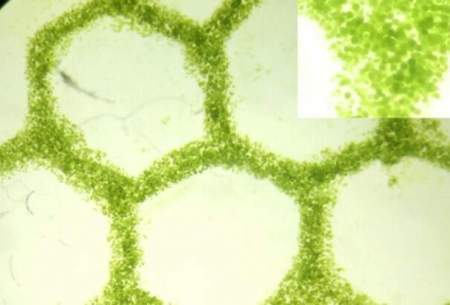 رشد بافت‌های مصنوعی از طریق تزریق اکسیژن با جلبک