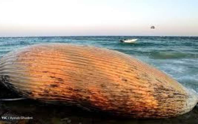 علت تلف‌شدن نهنگ‌ها در سواحل خلیج فارس