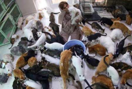 زنی که ۵۰۰ گربه و سگ در خانه دارد/تصاویر