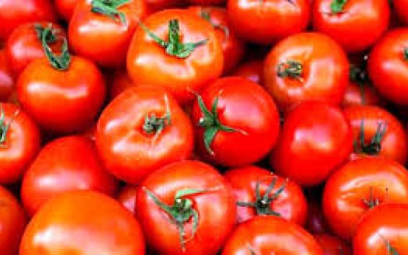 افزایش ۲۰۸درصدی قیمت گوجه‌فرنگی در آبان