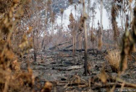 تخریب جنگل‌های آمازون به بالاترین میزان رسید