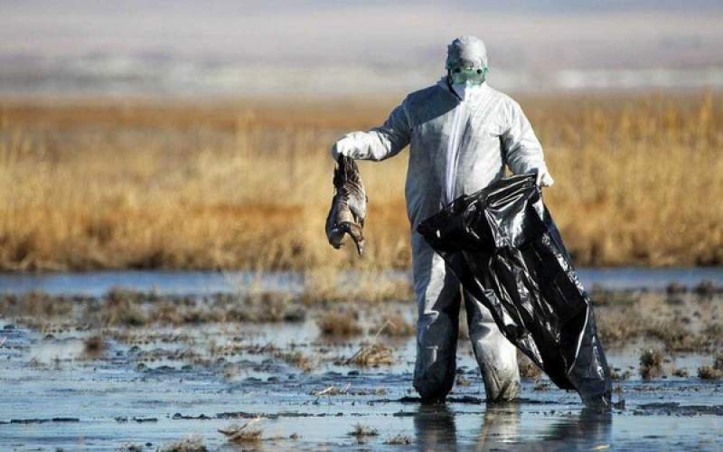 هشدار به تهران در رابطه با آنفولانزای پرندگان