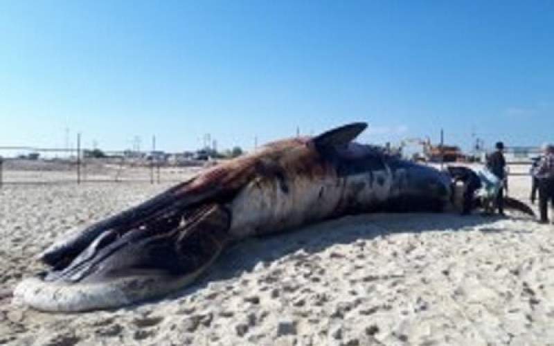 چرا نهنگ‌های خلیج فارس می‌میرند؟