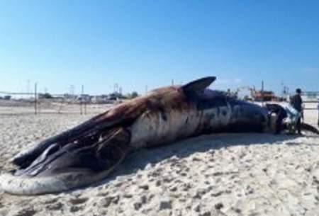 چرا نهنگ‌های خلیج فارس می‌میرند؟