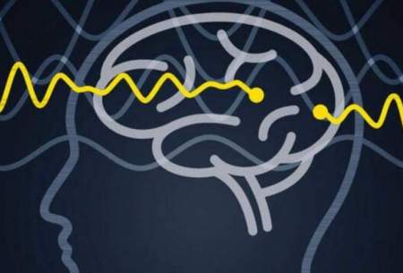 کشف یک مکانیسم جدید اتصال در مغز انسان