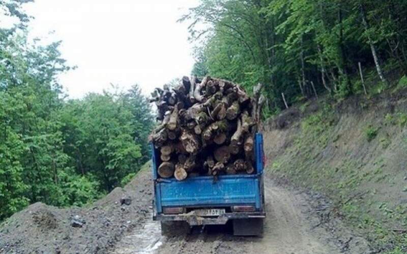 دستگیری قطع کنندگان درختان جنگلی در شیراز