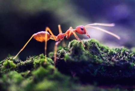 مورچه‌ها بهتر فاصله‌گیری اجتماعی را رعایت می‌کنند