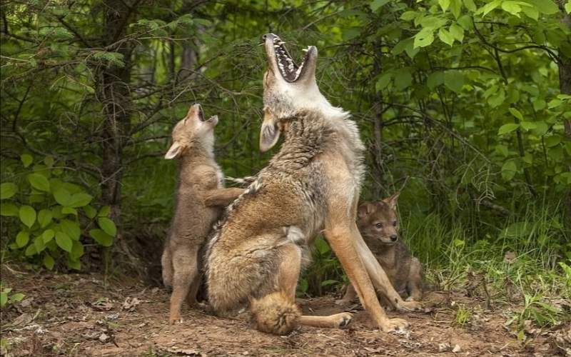 تقلید بچه گرگ‌ها در زوزه کشیدن/ تصاویر