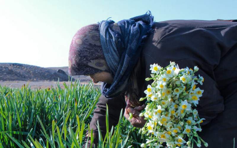 تولید ۶ میلیون گل نرگس در جویبار