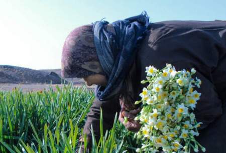 تولید ۶ میلیون گل نرگس در جویبار