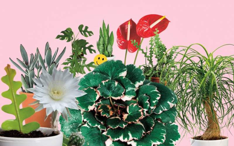 ۱۰ گیاهی که فضای خانه را شاداب می‌کند