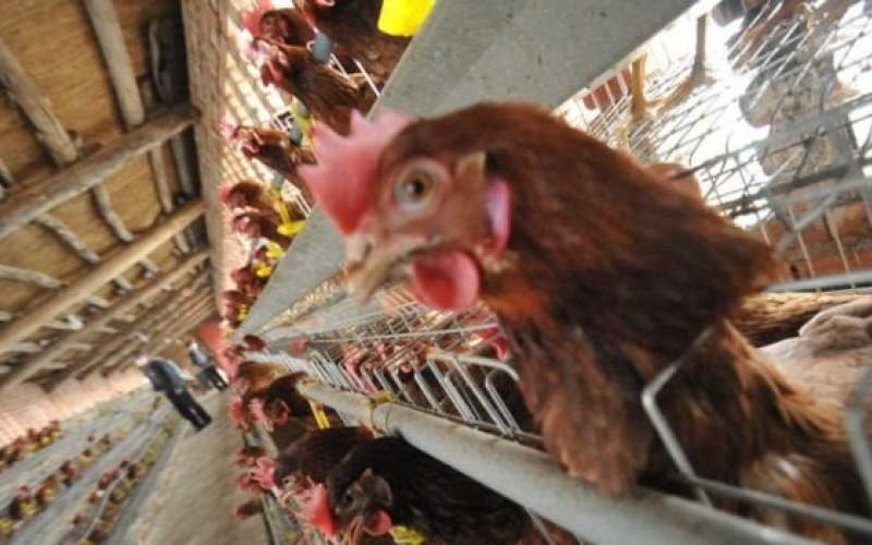 آنفلوآنزای فوق حاد پرندگان در ۶ استان