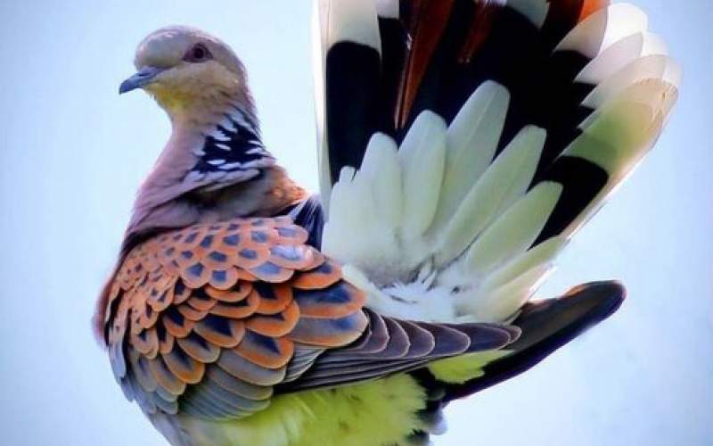 تصویری دیدنی از زیباترین کبوتر جهان