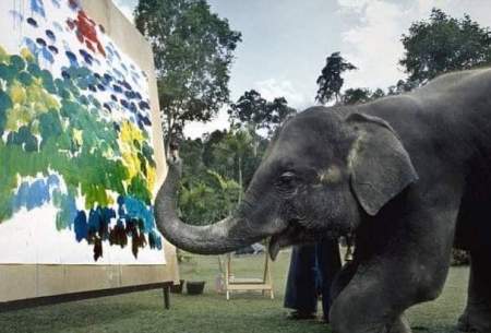 فیل‌هایی که نقاشی می‌کشند!/تصاویر