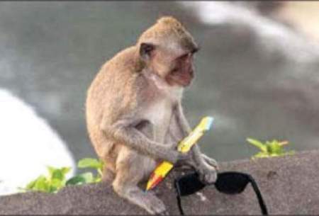 میمون‌های کاسب در جزیره بالیِ اندونزی