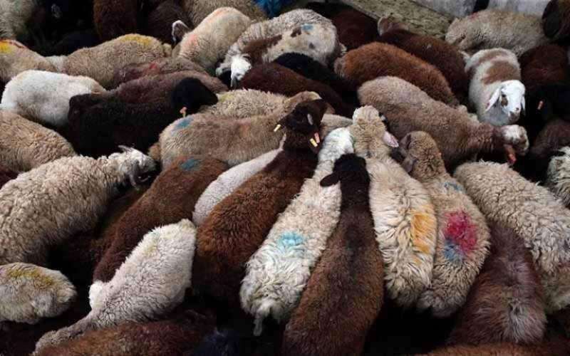 دزدها گوسفندان را قاچاق می‌کنند!