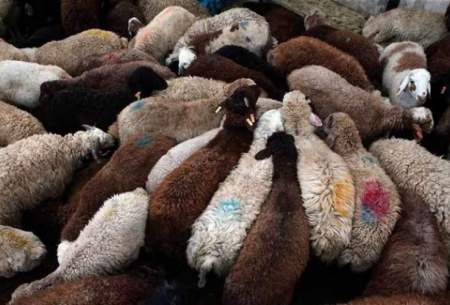 دزدها گوسفندان را قاچاق می‌کنند!