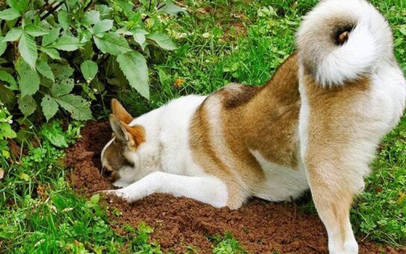 چرا سگ‌ها استخوان‌ را دفن می‌کنند؟
