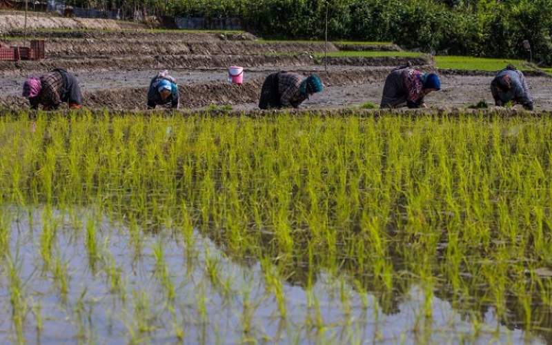 بی‌اعتنایی کشاورزان به ممنوعیت کشت برنج