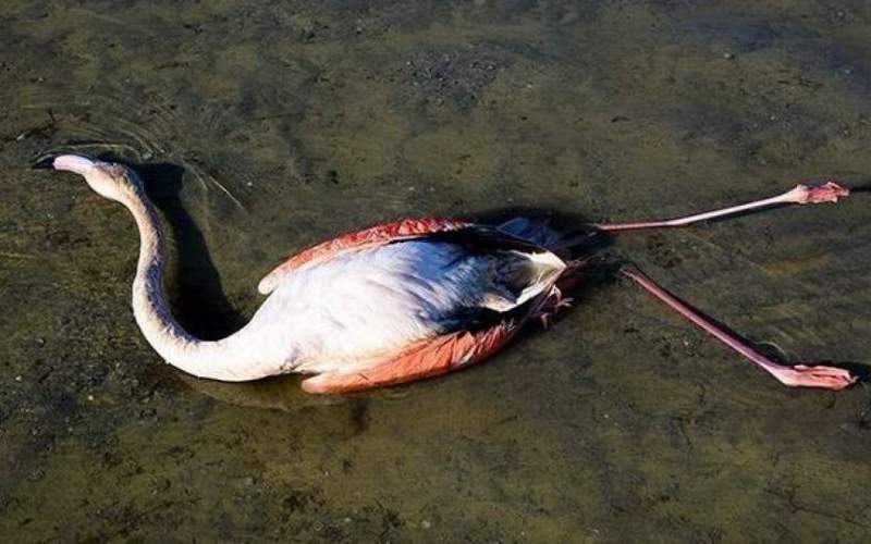 مرگ ۱۱۷ پرنده مهاجر در تالاب میانکاله