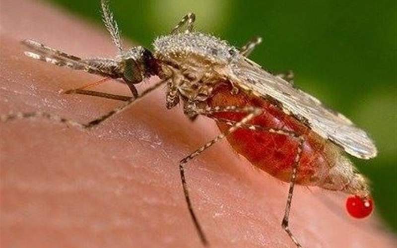 پشه‌های بیماری‌زا در کمین بوشهری‌ها‌‌