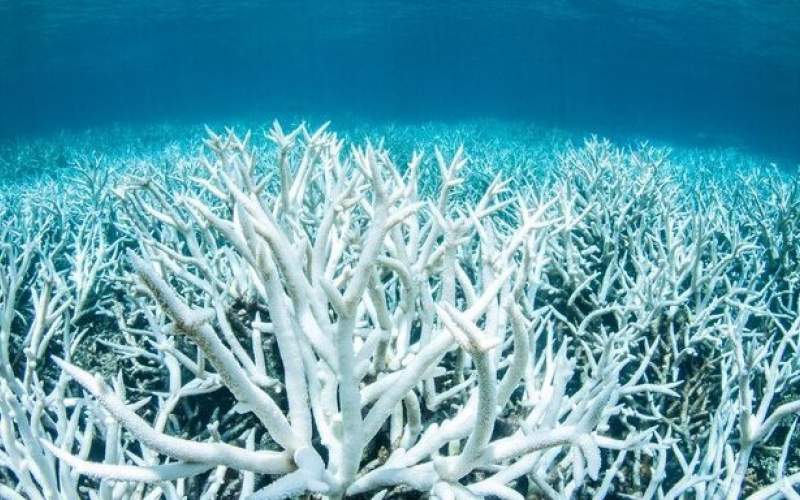 مرگ جمعی مرجان‌ها در آب‌های جنوب