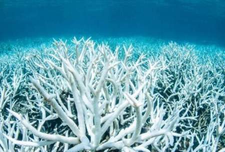 مرگ جمعی مرجان‌ها در آب‌های جنوب