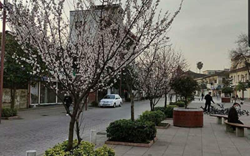 شکوفه دادن درختان در شهر رشت/عکس