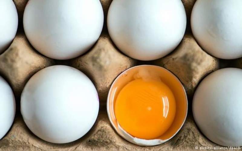در هفته چند تخم‌مرغ باید مصرف کنیم؟