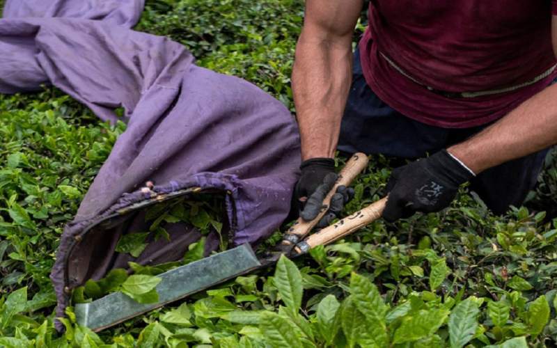 نرخ هر بسته چای ممتاز ایرانی ۶۸ هزار تومان