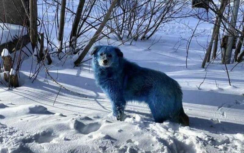 سگ‌های‌آبی‌رنگ درشهر دزرژینسک روسیه/تصاویر