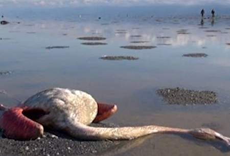 مرگ بیش از 6 هزار پرنده مهاجر در تالاب میانکاله