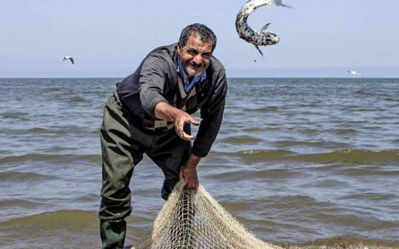 کاهش قیمت ماهی در سربالایی شیوع کرونا