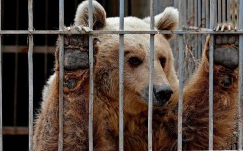 سرنوشت حیوانات در باغ‌وحش‌های ایران؛ مرگ