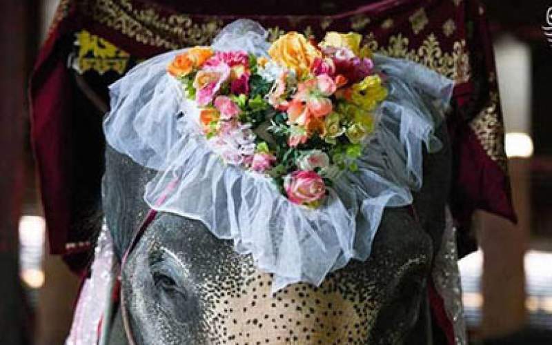 فیل ها در تایلند ماشین عروس شدند/تصاویر
