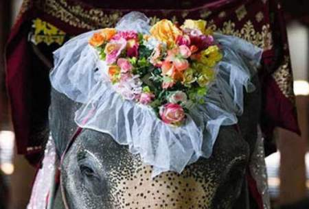 فیل ها در تایلند ماشین عروس شدند/تصاویر