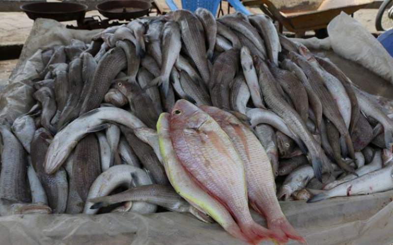 کمبود عجیب ماهی در بازار شهرهای ساحلی