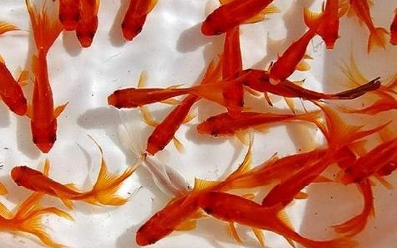 ماهی قرمز عامل انتقال ویروس کرونا نیست