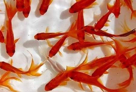 ماهی قرمز عامل انتقال ویروس کرونا نیست