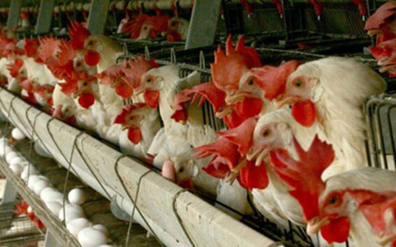 احتمال ایجاد بحران در بازار نوروزی مرغ