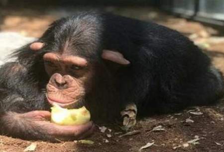 سرانجام‌شامپانزه‌معروف باغ‌وحش‌ارم چه می‌شود