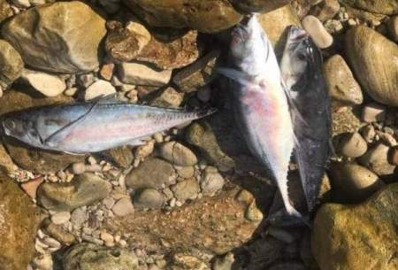 سناریوی تلخ مرگ ماهی‌ ها در خلیج ‌فارس