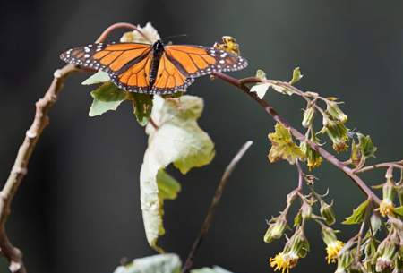 شاه پروانه‌های مکزیک  <img src="https://cdn.baharnews.ir/images/picture_icon.gif" width="16" height="13" border="0" align="top">