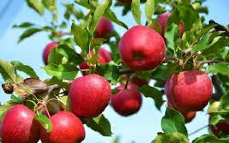 صادرات سیب درختی به هند متوقف شد