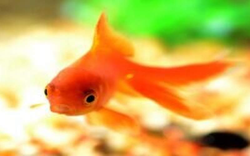 آیا "ماهی قرمز" ویروس کرونا دارد؟